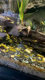 Gele garnalen, Dieren en Toebehoren, Kreeft, Krab of Garnaal