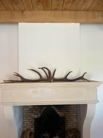 2 echte gewei stangen, Verzamelen, Dierenverzamelingen, Ophalen of Verzenden, Zo goed als nieuw, Hert, Gewei of Kop