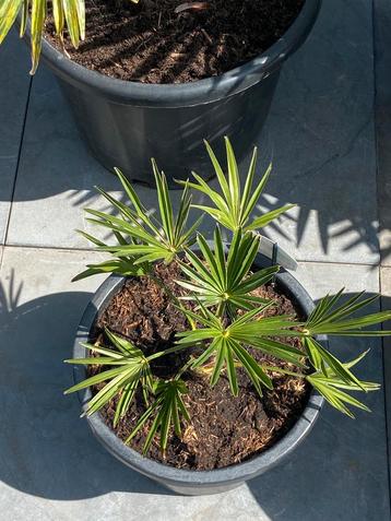 Leuke jonge trachycarpus wagnerianus palmboom in pot!! beschikbaar voor biedingen