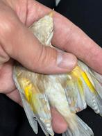 Phaeo major putters, Meerdere dieren, Wildzangvogel
