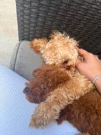 Toy poodles, Dieren en Toebehoren, Honden | Chihuahua's en Gezelschapshonden, Poedel, Particulier, Rabiës (hondsdolheid), 15 weken tot 1 jaar