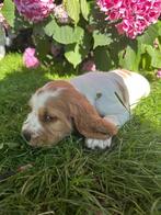 Vrolijke Engelse Cocker Spaniël pup klaar voor avontuur, Dieren en Toebehoren, België, Fokker | Hobbymatig, Reu, 8 tot 15 weken