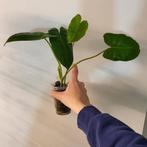 Philodendron burle marx, Huis en Inrichting, Kamerplanten, Ophalen of Verzenden, Halfschaduw, Minder dan 100 cm