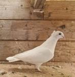 Gezocht!, Dieren en Toebehoren, Vogels | Duiven, Mannelijk
