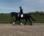 Ruin voor toekomst met goud karakter! Zonic X Totilas, Dieren en Toebehoren, Paarden, Ruin, Dressuurpaard, Zadelmak, 3 tot 6 jaar