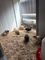 Japanse kwartels, Dieren en Toebehoren, Meerdere dieren, Overige soorten