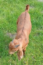 Red kalahary boerbok te koop, Dieren en Toebehoren, Schapen, Geiten en Varkens, Mannelijk, Geit