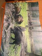 Fleece deken - Zwijnen foto 110x150, 100 tot 150 cm, Bruin, Nieuw, Ophalen of Verzenden