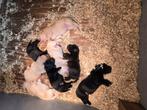 Labrador pups, Dieren en Toebehoren, CDV (hondenziekte), Overige rassen, 8 tot 15 weken, Meerdere