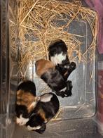 CH teddy cavia's te reserveren, Dieren en Toebehoren, Cavia, Juli, Meerdere dieren, Tam