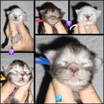 Maine Coon kittens (ID + garantiecontract), Dieren en Toebehoren