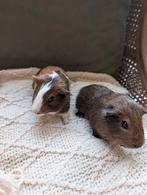 3 jonge cavia' s te koop beertjes, Dieren en Toebehoren, Knaagdieren, Cavia, Mannelijk, November, Tam