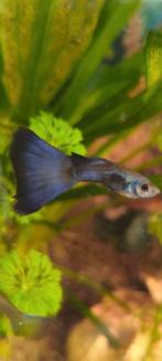 Blue Moskou guppen Raszuiver.