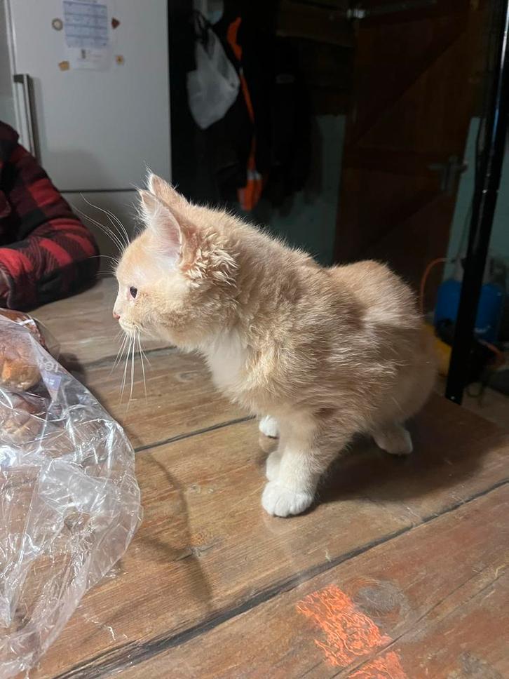 Prachtige 3/4 Ragdoll katertje Jimmy ontzettend lief, Dieren en Toebehoren, Katten en Kittens | Raskatten | Langhaar, Kater, 0 tot 2 jaar