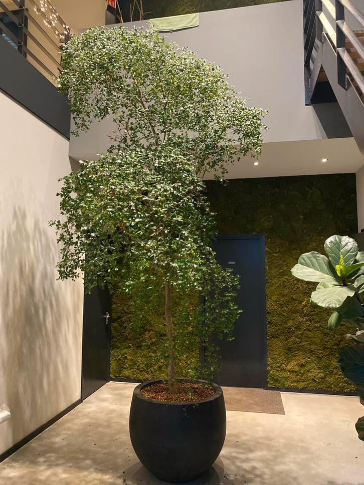 Mooie boom voor binnen met pot, Tuin en Terras, Planten | Bomen, Overige soorten, 400 cm of meer, Halfschaduw, Bloeit niet, In pot