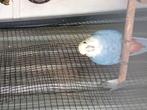 Raszuiver bleekkop rosella, Dieren en Toebehoren, Mannelijk, Parkiet, Geringd