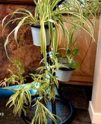 Grote graslelie, Ophalen, Halfschaduw, Minder dan 100 cm