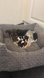 Jack russel x Cavalier king Charler pups / puppy, Dieren en Toebehoren, Rabiës (hondsdolheid), Jack Russell Terriër, 8 tot 15 weken