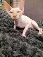De beste Sphynx ter wereld, Poes, Gechipt, 0 tot 2 jaar