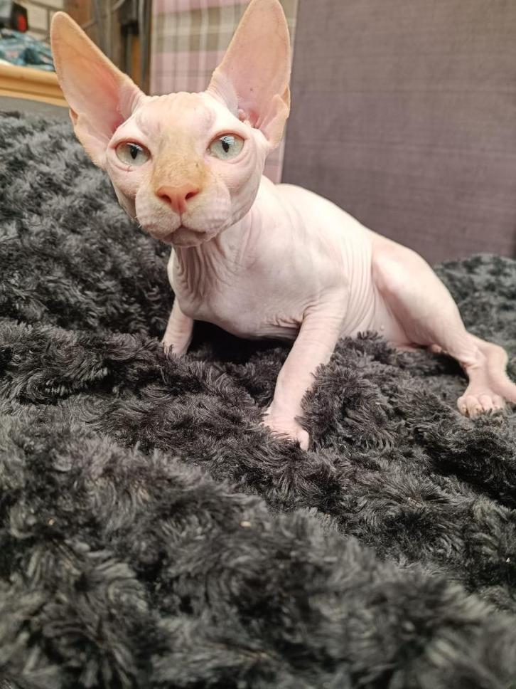 De beste Sphynx ter wereld, Dieren en Toebehoren, Katten en Kittens | Raskatten | Korthaar, Poes, 0 tot 2 jaar, Gechipt, Ontwormd