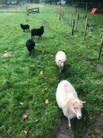 Kleine kudde van 10 Ouescants., Dieren en Toebehoren, Meerdere dieren, Schaap