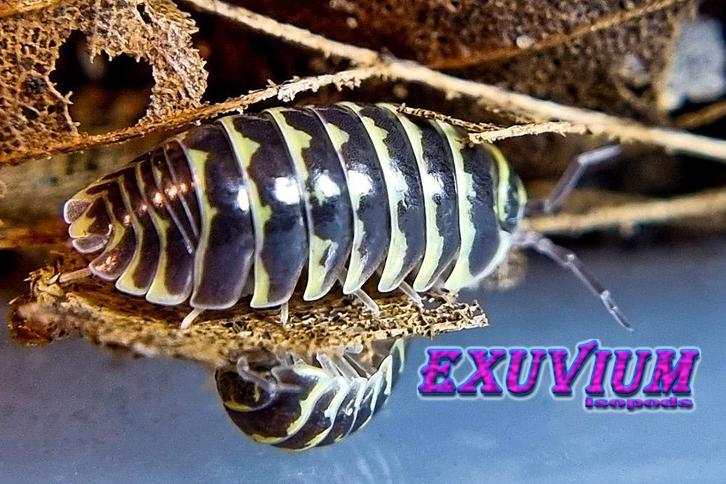 Armadillidium maculatum Yellow (Yellow Zebra Isopod), Dieren en Toebehoren, Insecten en Spinnen, Overige soorten