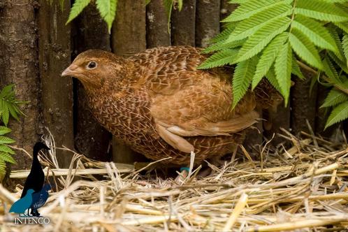 Celadon Japanse kwartels, Dieren en Toebehoren, Pluimvee, Overige soorten, Meerdere dieren