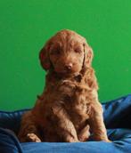 Mini australian labradoodle pup te koop, Dieren en Toebehoren, Honden | Retrievers, Spaniëls en Waterhonden, CDV (hondenziekte)