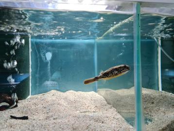 Mbu Kogelvis, Tetraodon Mbu beschikbaar voor biedingen