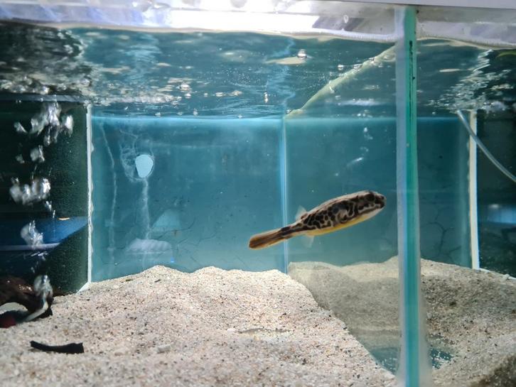 Mbu Kogelvis, Tetraodon Mbu, Dieren en Toebehoren, Vissen | Aquariumvissen, Zoetwatervis, Vis