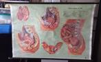 Embryo - Baby - Geboorte - Medisch - Anatomie - Schoolplaat, Ophalen of Verzenden, Natuur en Biologie