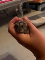 Dwerghamster te koop, Dieren en Toebehoren, Knaagdieren, Vrouwelijk, Hamster, Voor 1 juli 2024