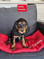 engelse cocker pups, België, Rabiës (hondsdolheid), 15 weken tot 1 jaar, Meerdere