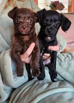 Kruising. Chipoo puppy's nog 2!, Poedel, 8 tot 15 weken, Meerdere, Meerdere dieren