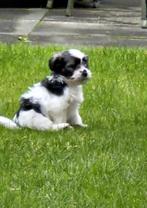 Boomerpup van 10 weken oud!, Reu, CDV (hondenziekte), 8 tot 15 weken, Eén hond