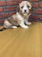 Maltipoo pups, Dieren en Toebehoren, Honden | Chihuahua's en Gezelschapshonden, CDV (hondenziekte), 8 tot 15 weken, Eén hond, Nederland