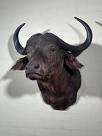 Kaapse buffel trofee, Ophalen