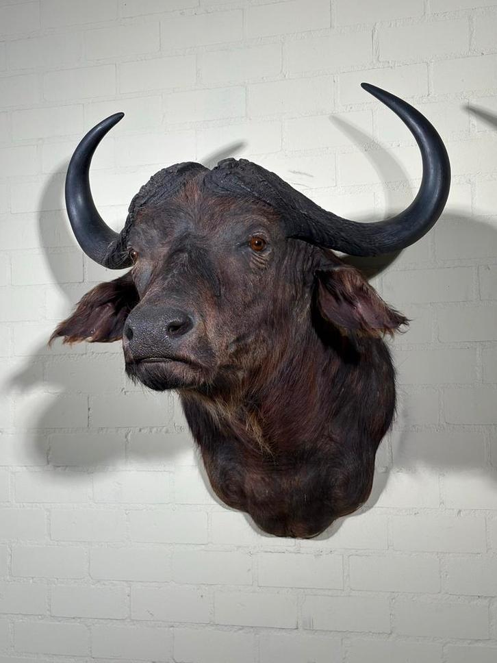 Kaapse buffel trofee, Antiek en Kunst, Kunst | Beelden en Houtsnijwerken, Ophalen