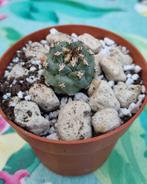 TURBINICARPUS ALONSOI MOOI SOORT PLANT CACTUS, Huis en Inrichting, Kamerplanten, Ophalen of Verzenden, Cactus, Volle zon, Minder dan 100 cm