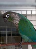 Pyrrhura,s, Dieren en Toebehoren, Vogels | Parkieten en Papegaaien, Meerdere dieren, Parkiet, Geringd