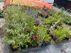 Vaste planten / hobby kwekerij, Ophalen, Zomer, Overige soorten, Volle zon