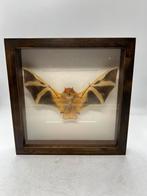 Vleermuis Kerivoula picta in lijst 25 x 25 cm, Verzamelen, Dierenverzamelingen, Ophalen of Verzenden, Nieuw, Insect, Opgezet dier