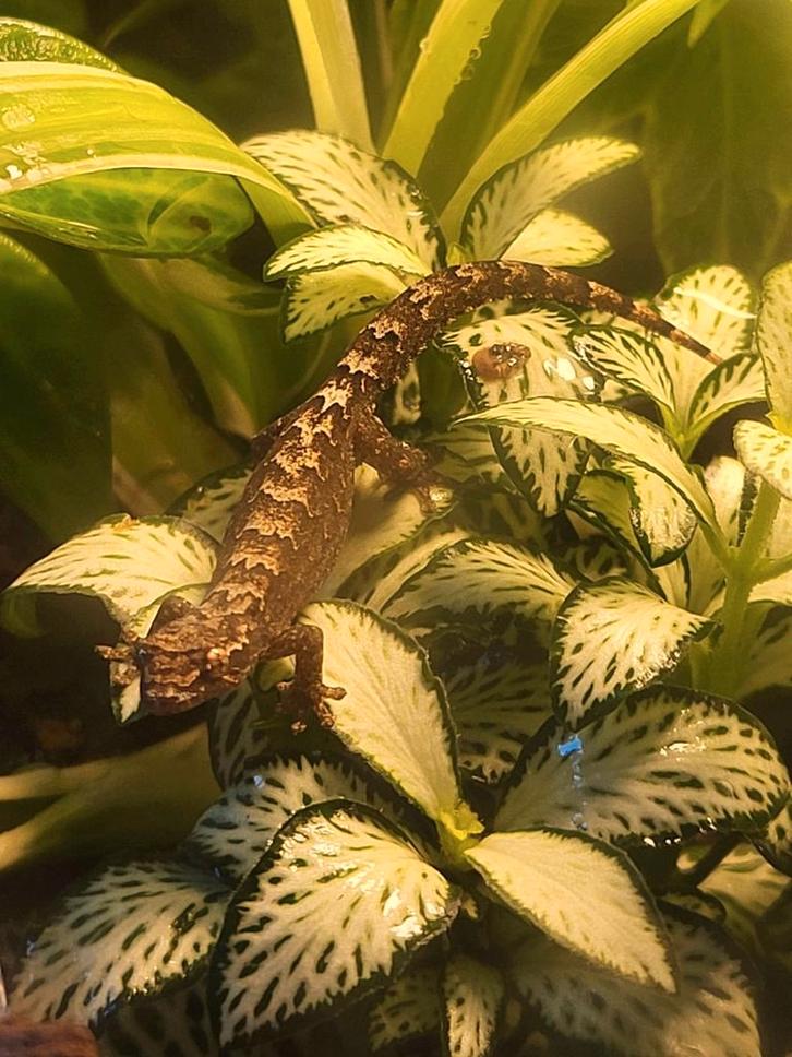 Rouwgecko gekko Lepidodactylus lugubris leuk bij gifkikkers, Dieren en Toebehoren, Reptielen en Amfibieën, Hagedis, 0 tot 2 jaar