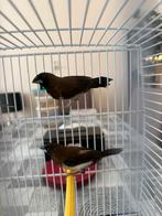 Japan vogels, Dieren en Toebehoren, Vogels | Overige Vogels, Meerdere dieren