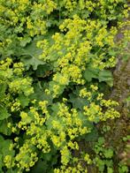 Vrouwenmantel, vaste plant, Ophalen