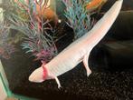 2 axelotls met aqarium/toebehoren, Ophalen, Gebruikt, Gevuld zoetwateraquarium