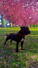 Staffordshire bull terrier dekreu NIET TE KOOP, Rabiës (hondsdolheid), Reu, 1 tot 2 jaar, Eén hond