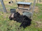 Schapenwol ouessant (4 zwart 1 bruin) gratis afhalen, Dieren en Toebehoren, Meerdere dieren, Schaap