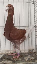 Te Kooo Duitse Schoonheidspostduiven, Dieren en Toebehoren, Vogels | Duiven, Meerdere dieren, Overige soorten