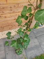 Hedera Hibernica 2-4 ranken 160-180cm, Ophalen of Verzenden, Lente